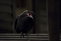 Лузга - Скріншот 2