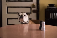 Патерсон - Скріншот 4