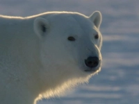 Замерзла планета - Скріншот 3