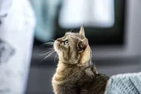 Вона спекла вбивство - Скріншот 2