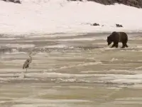 Єллоустоун - Скріншот 3