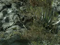 Мадаґаскар - Скріншот 3