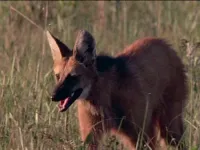 Невідома Південна Америка - Скріншот 3