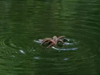 Невідома Південна Америка - Скріншот 4