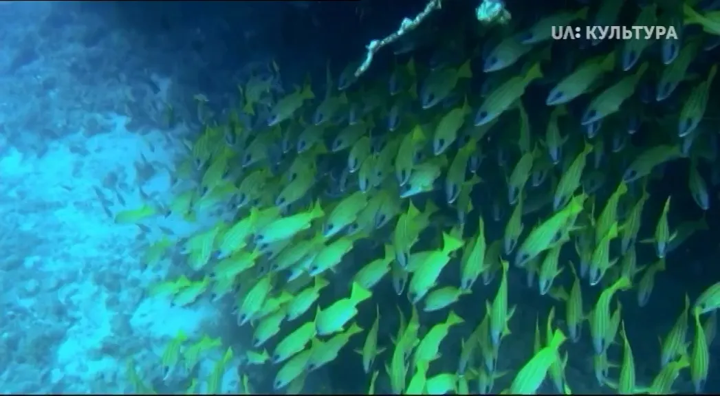 Фонове зображення Кораловий риф: дивовижні підводні світи