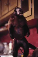 Мавпячий вишкір - Скріншот 3