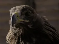 Вижити у племені - Скріншот 2