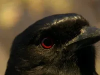 Африка - Скріншот 1