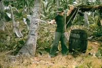 Банани - Скріншот 4