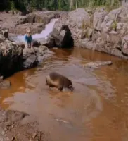 Бігати на волі - Скріншот 1