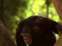 Друга книга Джунглів: Мауглі і Балу - Скріншот 3