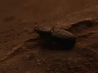 Друга книга Джунглів: Мауглі і Балу - Скріншот 4