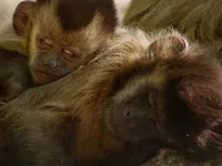 Дика Бразилія - Скріншот 1