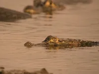 Дика Бразилія - Скріншот 2