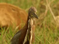 Дика Бразилія - Скріншот 3