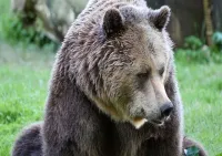 Дика Італія - Скріншот 1