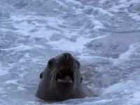 Дива природи - Скріншот 1