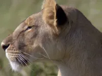 Дива природи - Скріншот 3