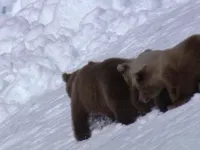 Дива природи - Скріншот 4