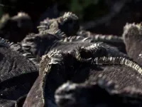 Галапагоси - Скріншот 1