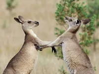 Кенгуру, таємне життя - Скріншот 1