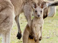 Кенгуру, таємне життя - Скріншот 2