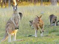 Кенгуру, таємне життя - Скріншот 3