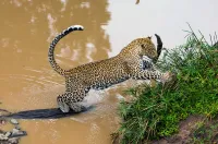 Королева леопардів - Скріншот 1