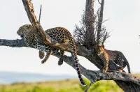 Королева леопардів - Скріншот 4