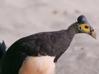 Народжені мусонами - Скріншот 1