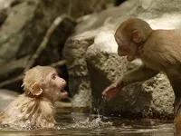 Народжені мусонами - Скріншот 2