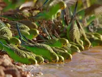 Народжені мусонами - Скріншот 3