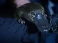 Народження континентів - Скріншот 1