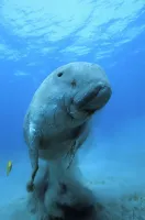 Океани - Скріншот 1