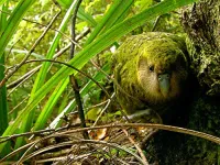 Останній шанс побачити - Скріншот 3