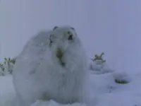 Світ природи - Скріншот 3