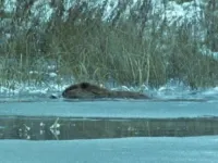 Світ природи - Скріншот 4