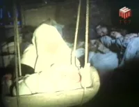 Три золотих волоски - Скріншот 4