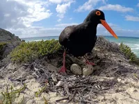 Узбережжя Африки - Скріншот 1