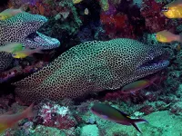 Узбережжя Африки - Скріншот 2