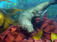 Узбережжя Африки - Скріншот 3