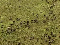 Великі міграції - Скріншот 1