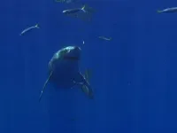 Великі міграції - Скріншот 2