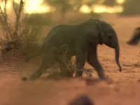 Великі міграції - Скріншот 4