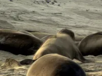 Володар прерій - Скріншот 3