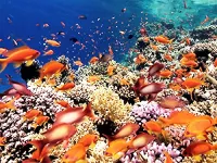 Земля: Сила планети - Скріншот 2