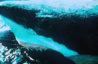 Акули - Скріншот 3