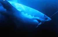 Акули - Скріншот 4