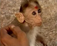 Країна мавп - Скріншот 2