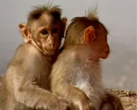 Країна мавп - Скріншот 3